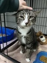 An adult medium-sized female Tabby (Brown / Chocolate) Domestic Short Hair cat named Mocha for adoption in Potsdam, NY