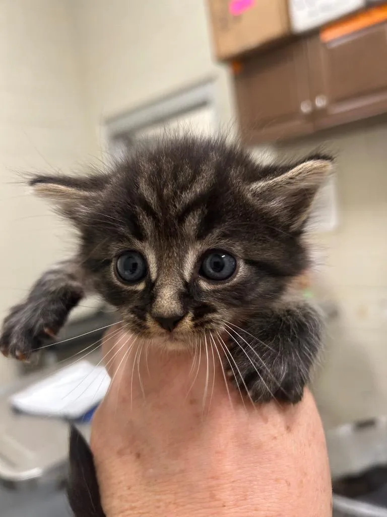 A young small-sized male Domestic Short Hair cat named Copy of Copy of for adoption in Winder, GA