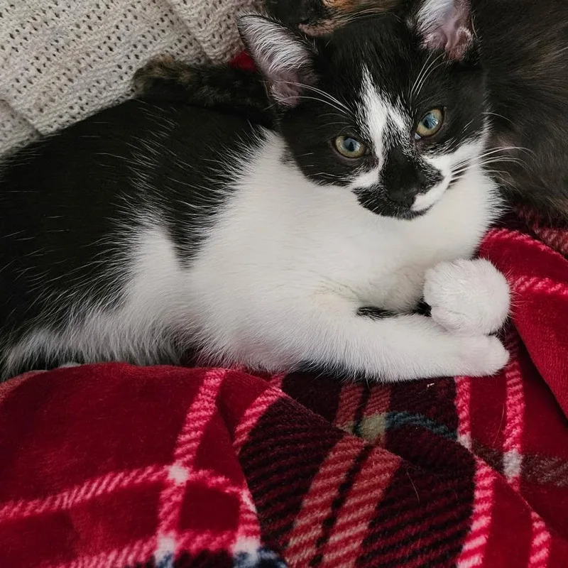 A baby small-sized female Black Domestic Short Hair cat named Enola for adoption in Gainesville, GA