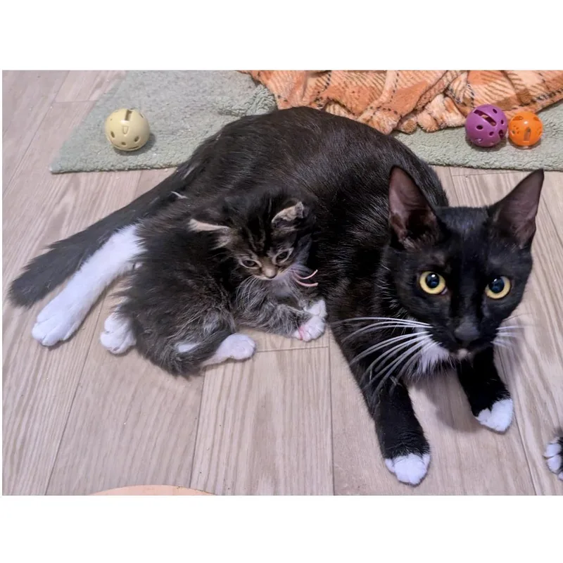 A young medium-sized female Black Domestic Short Hair cat named Alienmama for adoption in Austin, TX