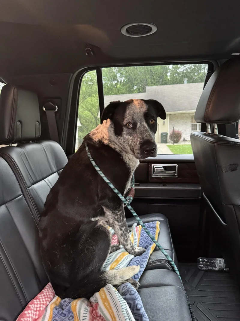 A young large-sized male Australian Cattle Dog / Blue Heeler dog named Jasper for adoption in Leavenworth, KS
