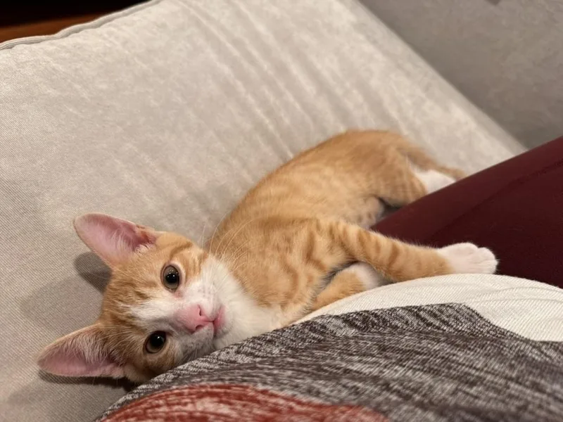 A baby small-sized female Orange & White Domestic Short Hair cat named Dior for adoption in Greenbelt, MD