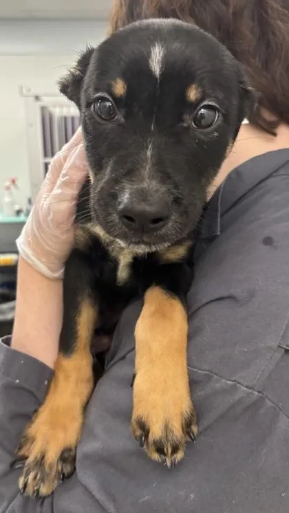 A baby medium-sized male Australian Shepherd dog named Phillip for adoption in East Brookfield, MA