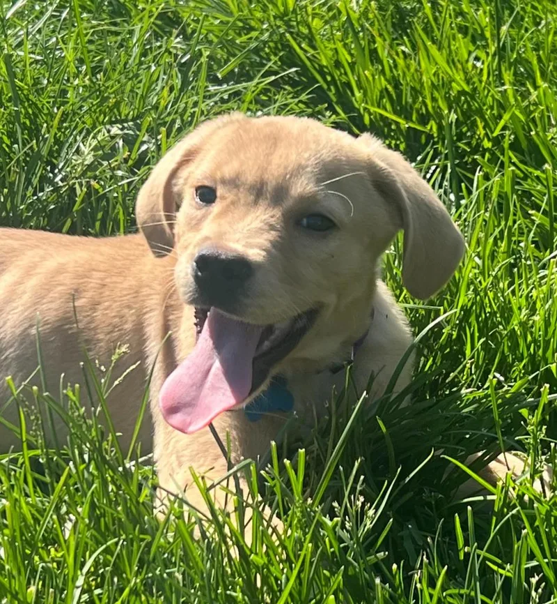 A baby medium-sized male Labrador Retriever dog named Curly for adoption in Columbia, IL