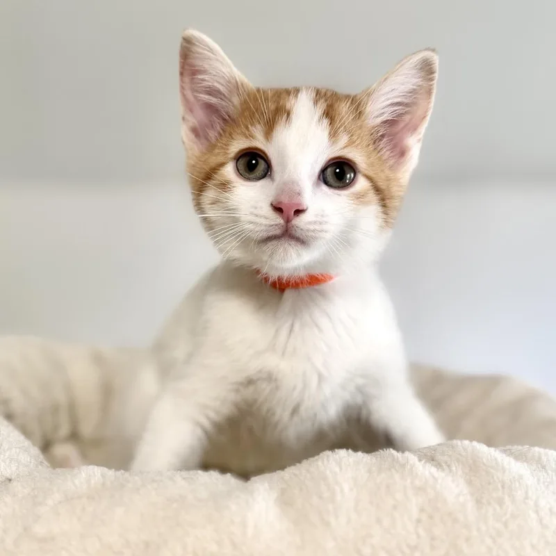 A baby small-sized male White Domestic Short Hair cat named Flint for adoption in Rochester, MN