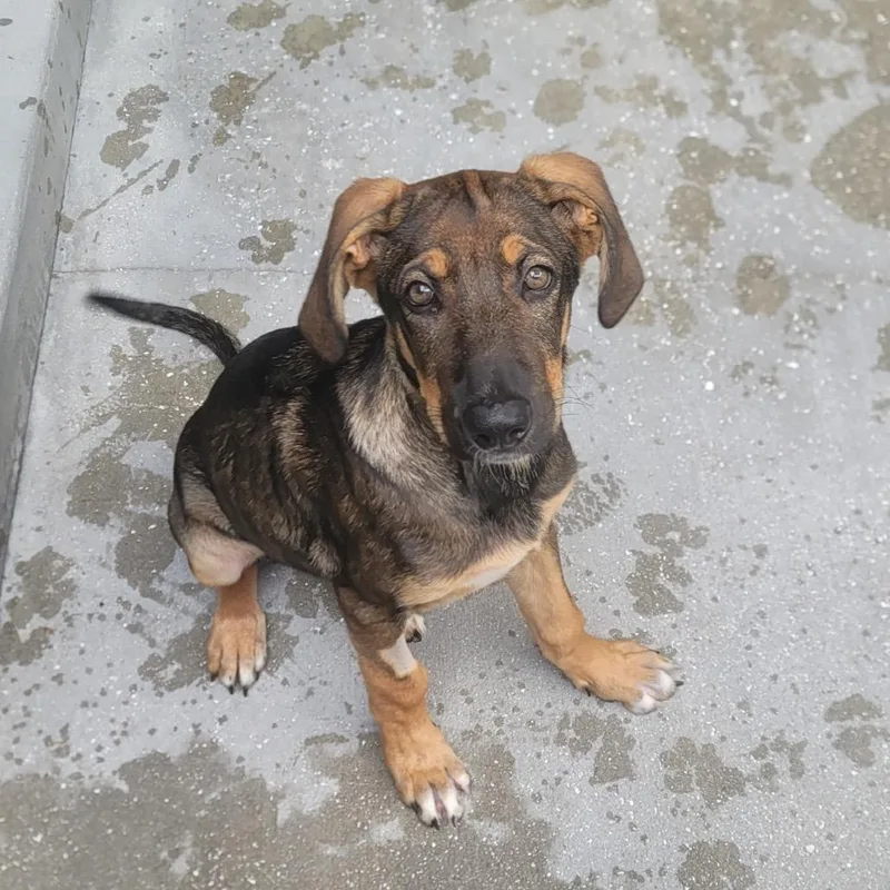 A baby medium-sized male Brown / Chocolate Hound dog named Boom for adoption in LOXAHATCHEE, FL
