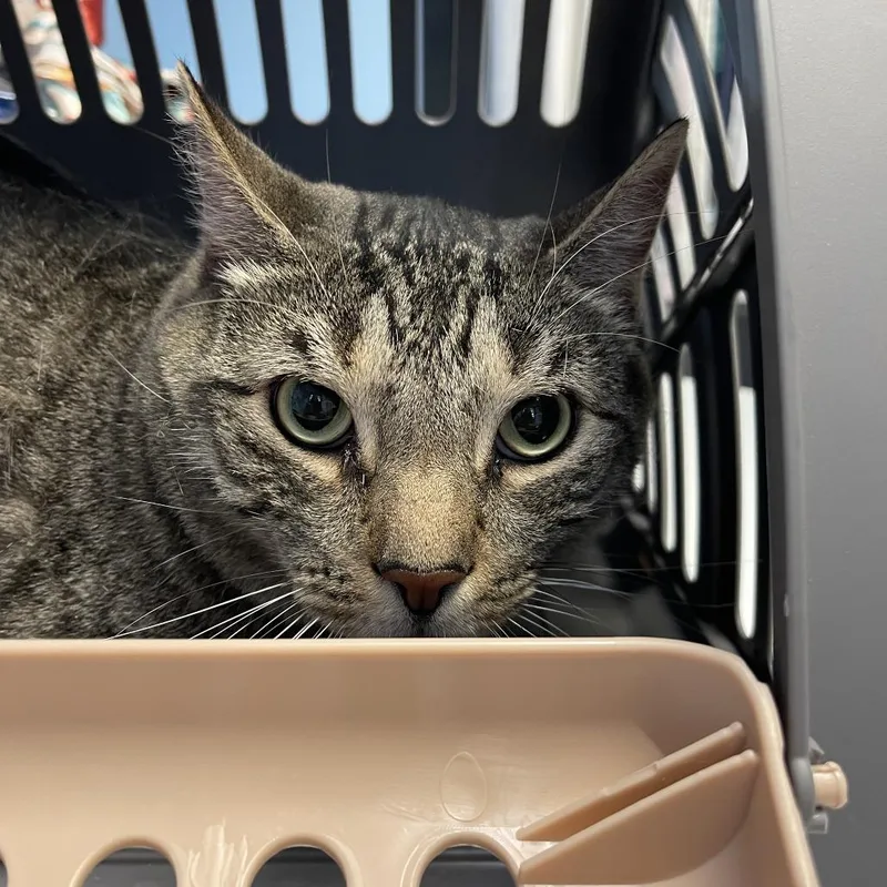 A senior extra large-sized male Brown / Chocolate Domestic Short Hair cat named Drogo for adoption in Walden, NY
