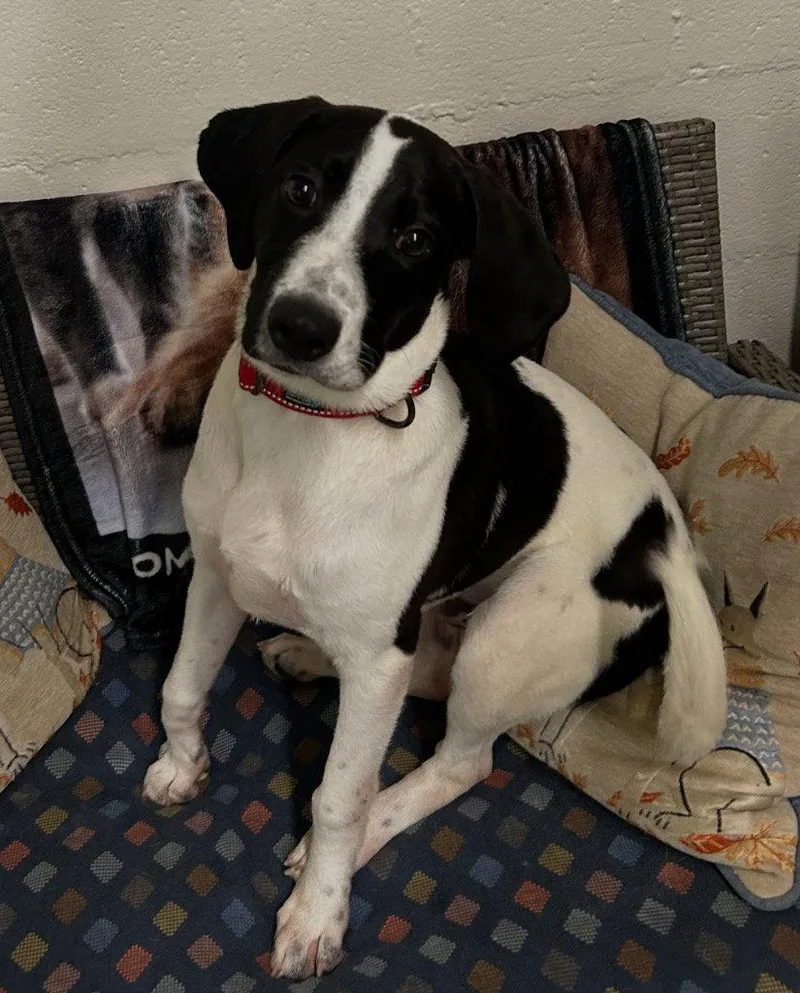 A baby medium-sized male Terrier dog named Abe for adoption in Ellijay, GA