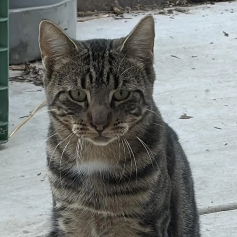 A baby large-sized male Tabby (Gray / Blue / Silver) Domestic Short Hair cat named Sweet William for adoption in Atwater, CA