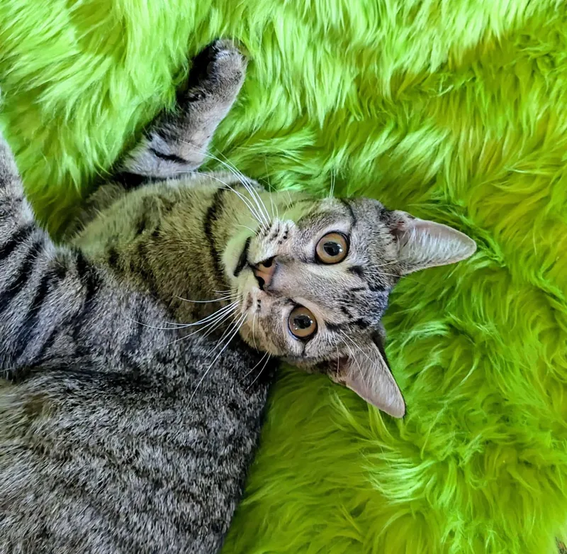 An adult small-sized male Tabby (Gray / Blue / Silver) Domestic Short Hair cat named Kuzko for adoption in Jacksonville, TX