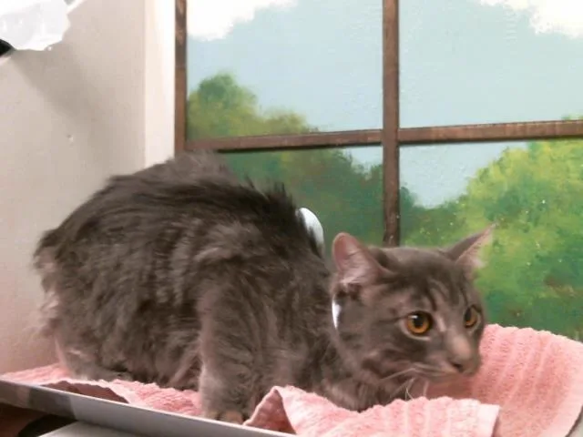 A young small-sized male Domestic Short Hair cat named Louie for adoption in Houston, TX