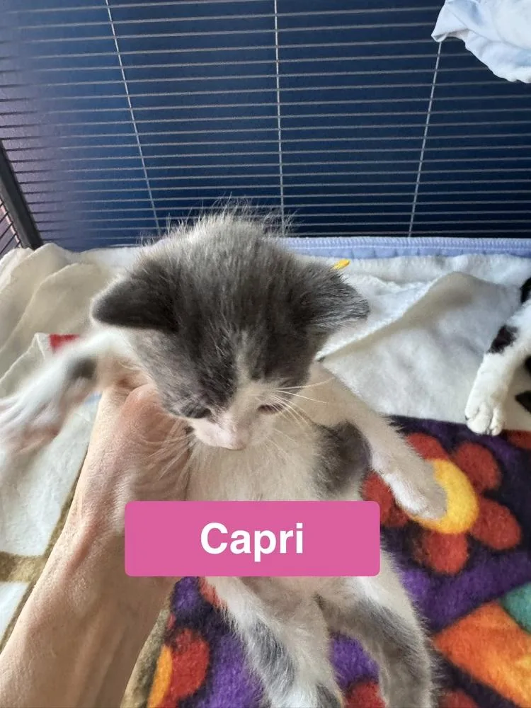 Capri