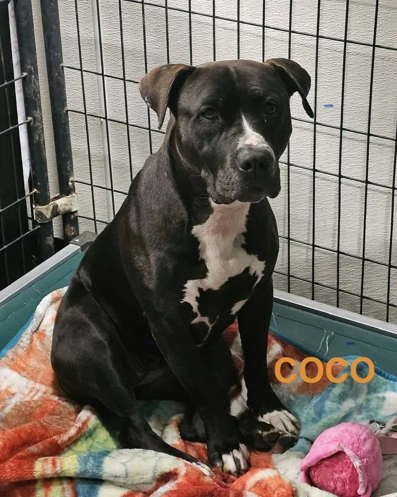 An adult large-sized female Boxer dog named Coco for adoption in Fremont, NE