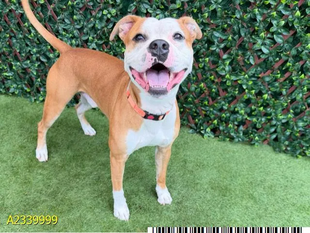 An adult medium-sized male Mixed Breed dog named Jax for adoption in West Palm Beach, FL