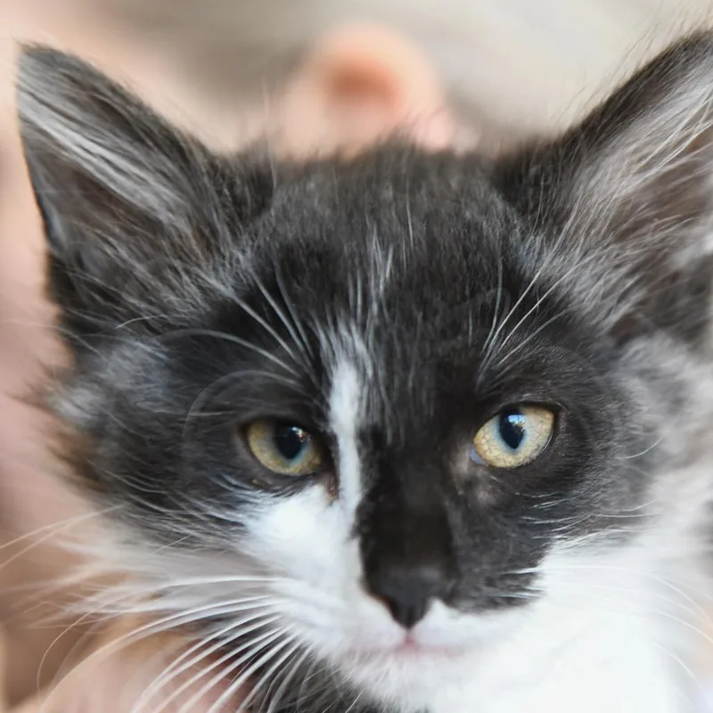 A baby small-sized male Smoke Domestic Medium Hair cat named Rowan for adoption in Redwood City, CA