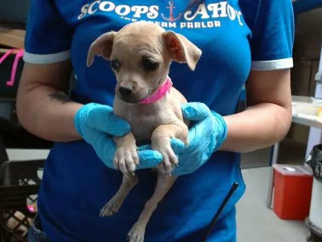 A baby small-sized female Cairn Terrier dog named Cake for adoption in Albuquerque, NM