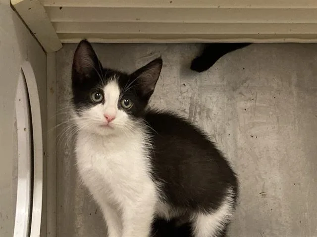 A baby small-sized male Domestic Short Hair cat named Jett for adoption in Tustin, CA