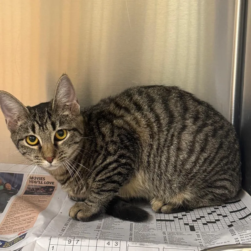 A young medium-sized female Brown / Chocolate Domestic Short Hair cat named Waffles for adoption in Winston-Salem, NC