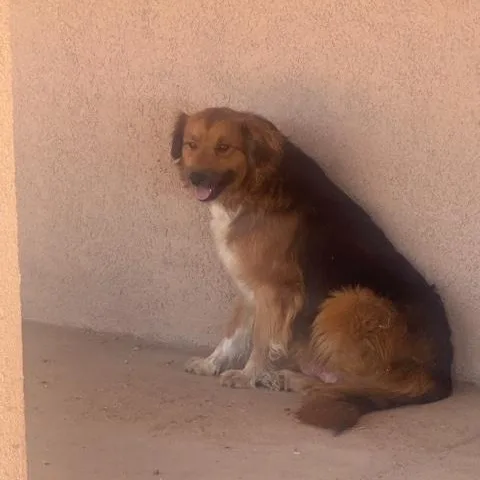 An adult medium-sized female Red / Chestnut / Orange Nova Scotia Duck Tolling Retriever dog named Artemis for adoption in Monrovia , CA