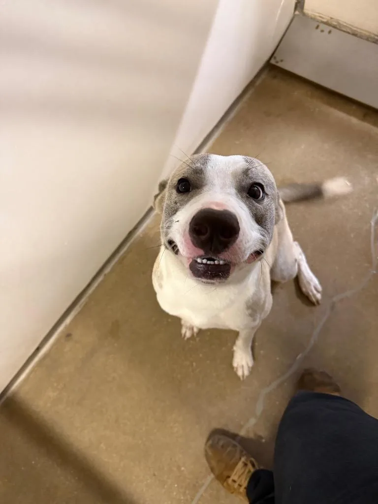 A young medium-sized male Labrador Retriever dog named Justin Bieber for adoption in Belton, TX