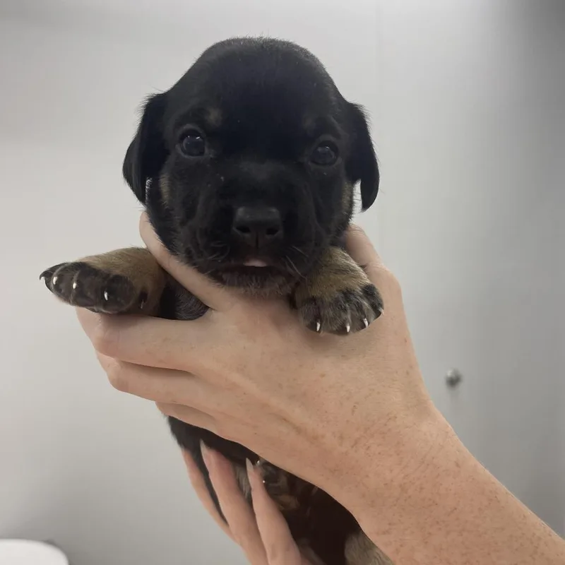 A baby small-sized female Black Mixed Breed dog named Laura for adoption in Winston Salem, NC