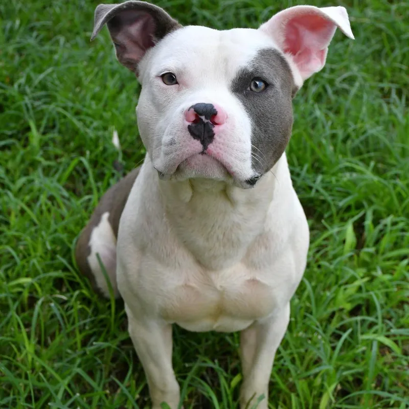 A young medium-sized male White / Cream Pit Bull Terrier dog named Zuko for adoption in Beaumont, TX