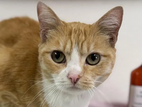 An adult small-sized female Domestic Short Hair cat named Rebecca for adoption in Portland, OR