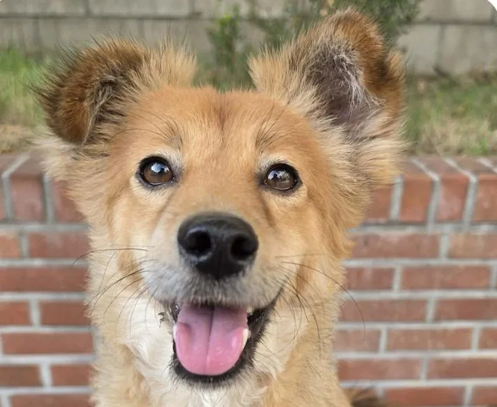 An adult small-sized male Jindo dog named Kai for adoption in San Ramon, CA