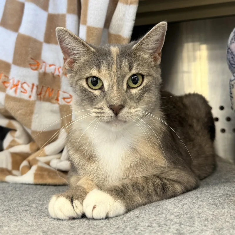 An adult medium-sized female Domestic Short Hair cat named MercyWest for adoption in Sweetwater, TN