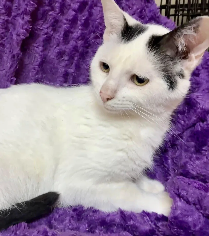 A young small-sized male Black & White / Tuxedo Domestic Short Hair cat named Zap for adoption in Forest Lake, MN