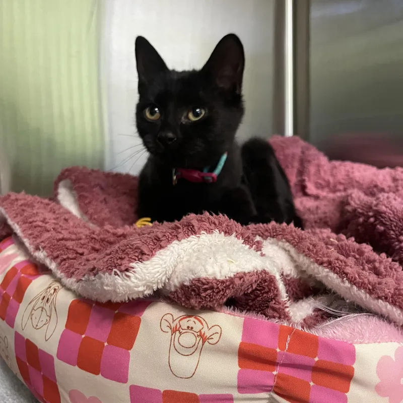 A baby small-sized female Domestic Short Hair cat named Sabrina for adoption in Greenbelt, MD