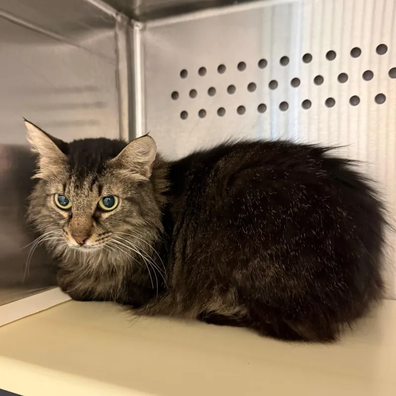 An adult medium-sized female Black Domestic Medium Hair cat named Sunburst for adoption in Norman, OK