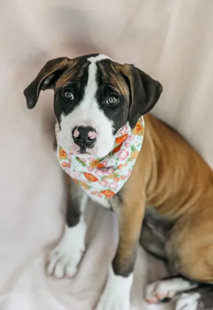 A baby large-sized female Cane Corso dog named Maeve for adoption in Dothan, AL