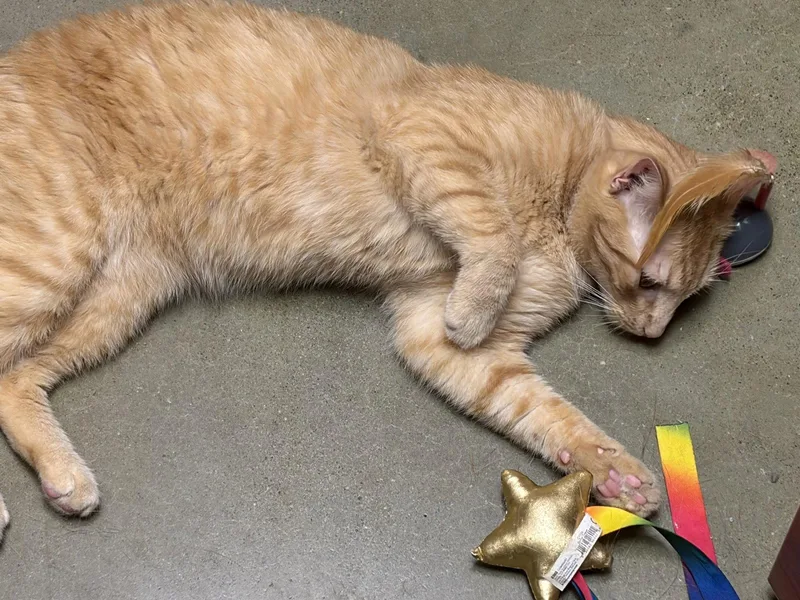 A young small-sized male Orange / Red Domestic Short Hair cat named Dixon for adoption in Herndon, VA