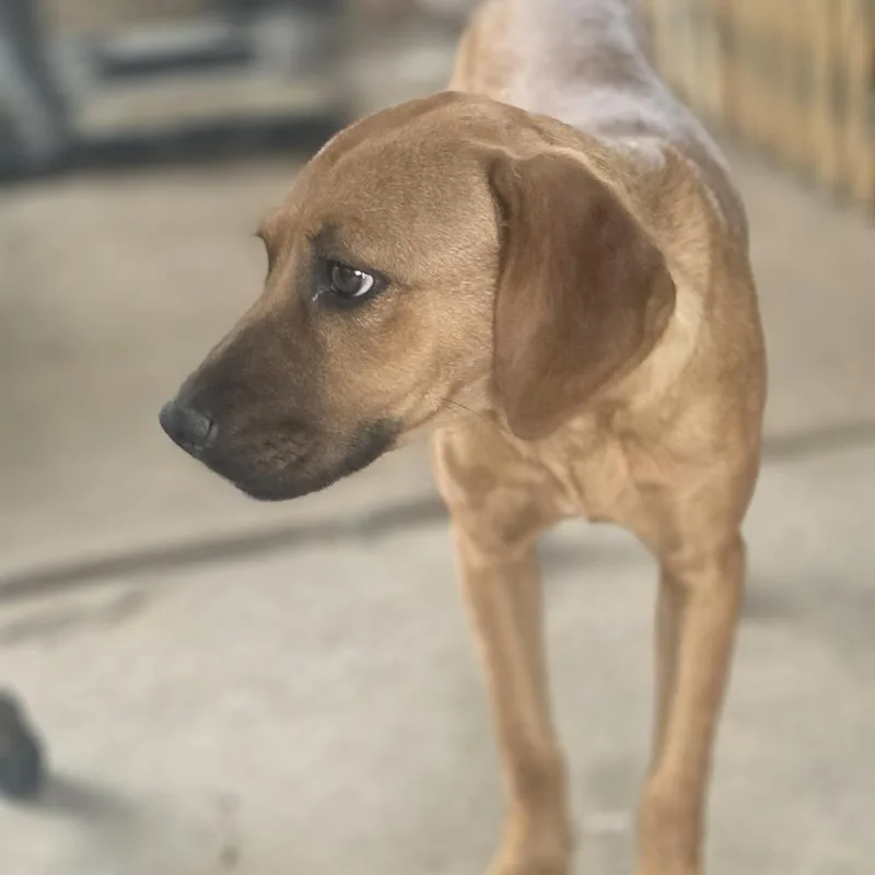 A baby medium-sized female Golden Redbone Coonhound dog named Brooklyn for adoption in Spring, TX