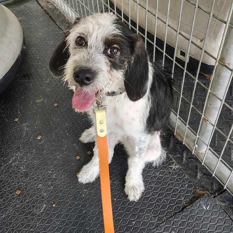 A young medium-sized female Black Terrier dog named Iris for adoption in Evensville, TN