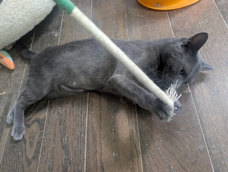 A young medium-sized female Gray / Blue / Silver Domestic Short Hair cat named Claudette Catharine for adoption in Philadelphia, PA