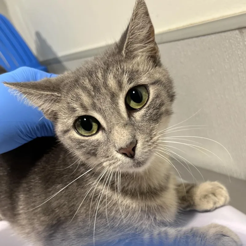 A young medium-sized female Gray / Blue / Silver Domestic Short Hair cat named Nikki for adoption in Tampa, FL