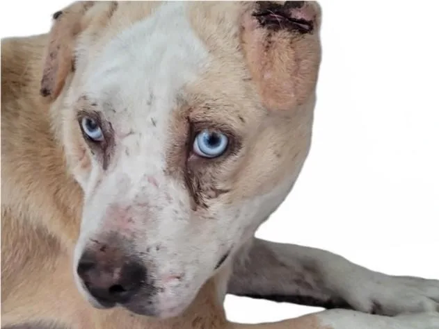An adult medium-sized female Pit Bull Terrier dog named Stephanie for adoption in Los Angeles, CA