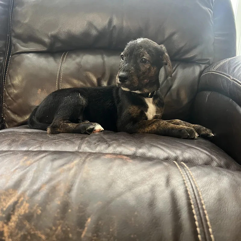 A baby large-sized male Black Labrador Retriever dog named Hedwig for adoption in Davisburg, MI