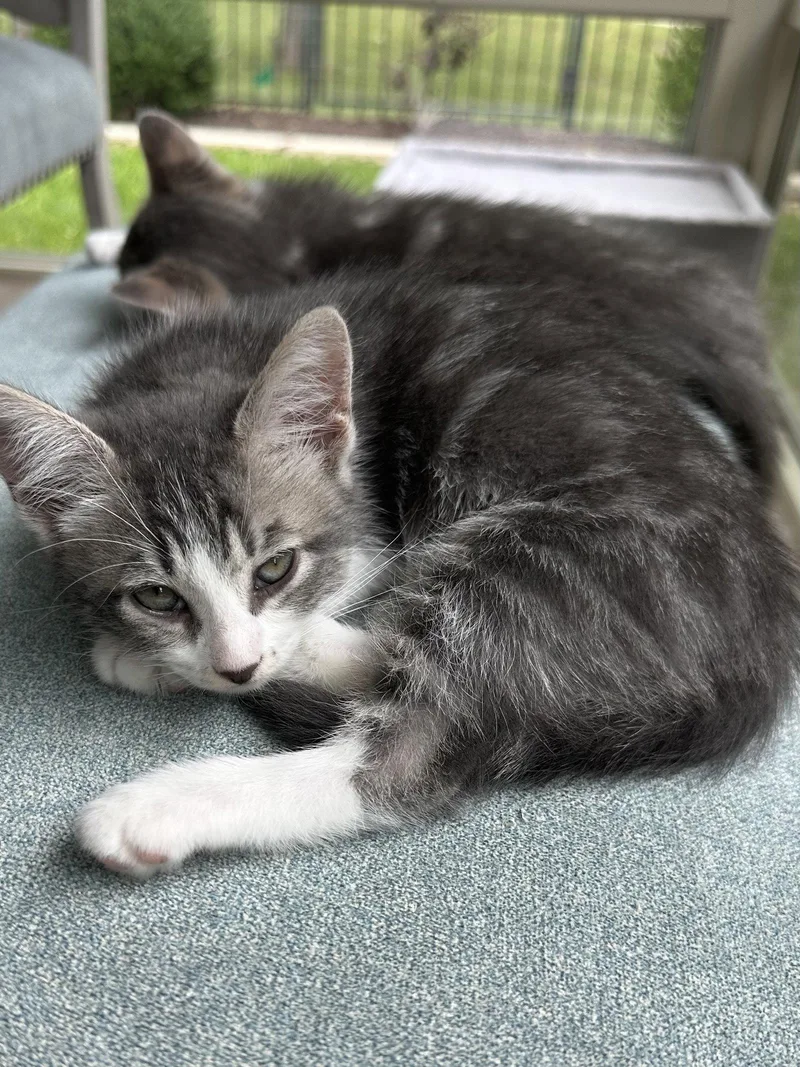 A baby medium-sized female Tabby cat named Fern for adoption in Plano, TX