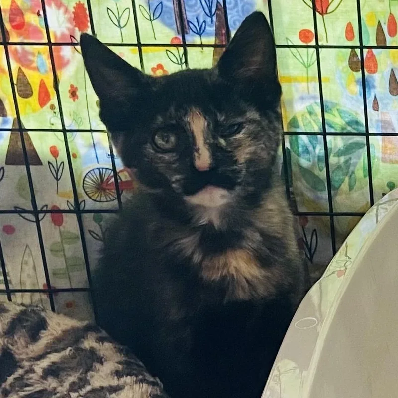 A baby small-sized female Tortoiseshell Domestic Short Hair cat named Charybdis for adoption in Newark, DE