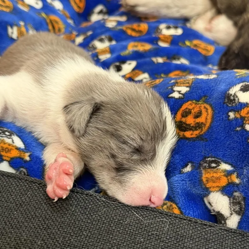 A baby small-sized female Gray / Blue / Silver Border Collie dog named Baby girl for adoption in San Diego, CA