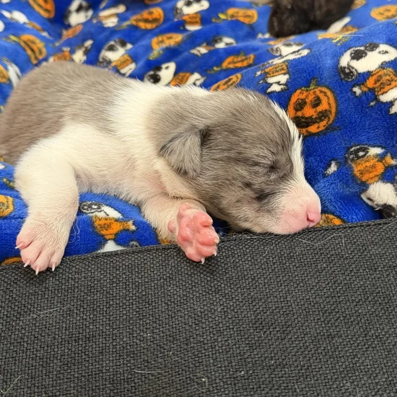 Baby girl thumbnail 2