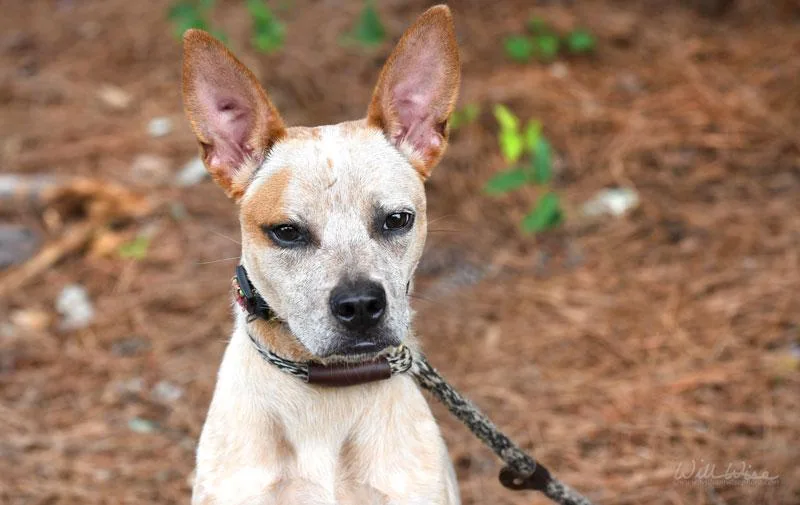 A young medium-sized female Merle (Red) Cattle Dog dog named Liberty Belle for adoption in Monroe, GA