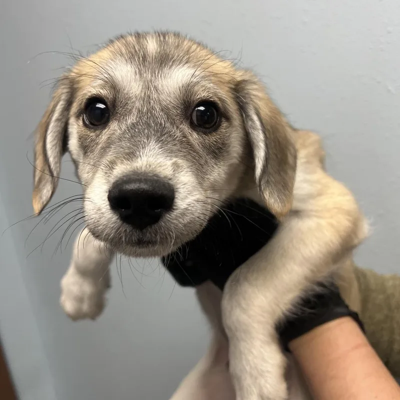 A young medium-sized male Terrier dog named Timber for adoption in Idaho Falls, ID