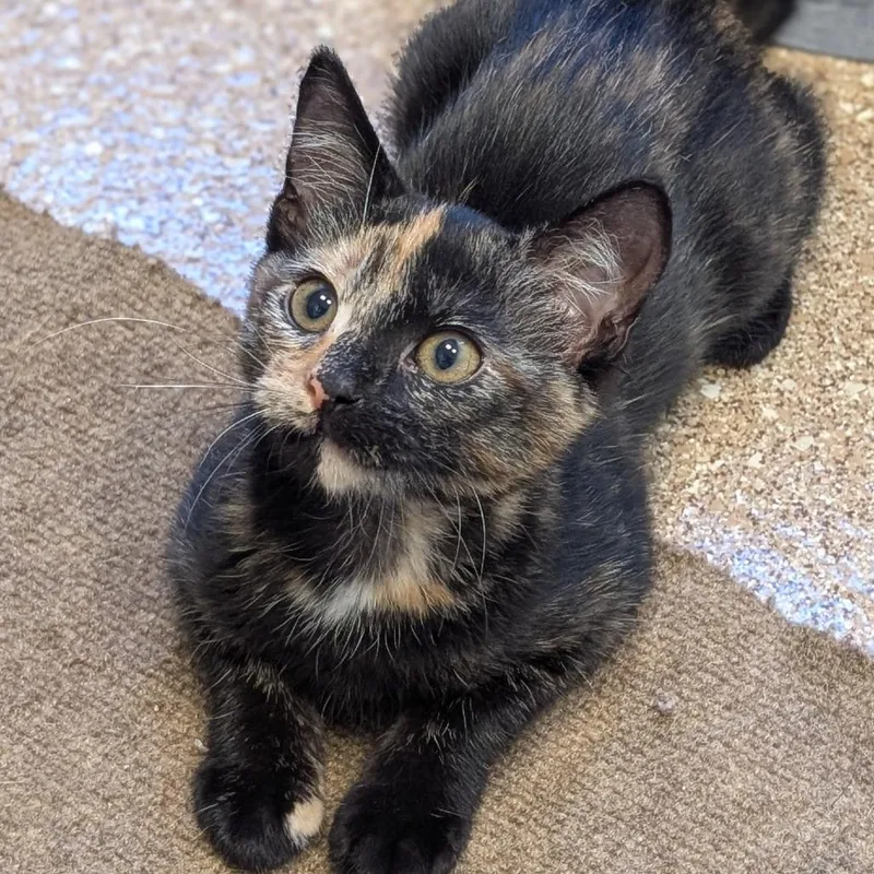 A baby small-sized female Black Domestic Short Hair cat named Sienna for adoption in Sonoma, CA