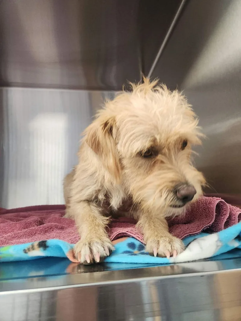 An adult medium-sized male Yellow / Tan / Blond / Fawn Border Terrier dog named Milhouse for adoption in Kingman, AZ