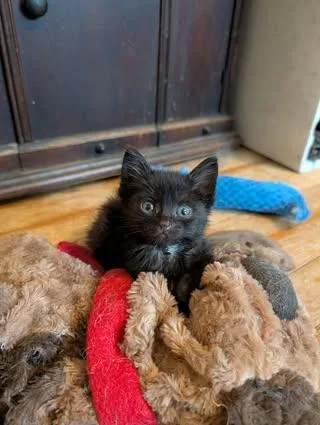 A baby medium-sized male Black Domestic Short Hair cat named Hermione for adoption in Davison, MI