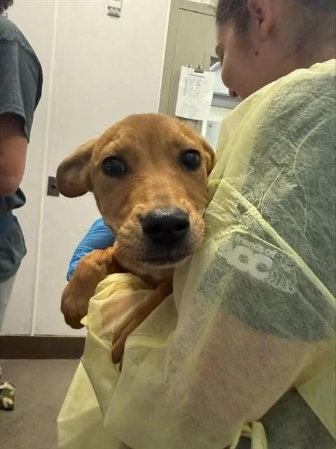 A baby small-sized male German Shepherd Dog dog named Simba for adoption in Tucson, AZ